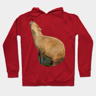 Capybara sniffing the morning air Hoodie